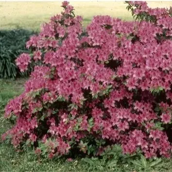 thumbnail for publication: Common Toxic Plants for Florida Horse Owners